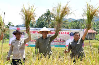Sekda Agam Panen Raya Program SPM di Palembayan
