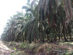 Usulan Replanting Sawit Pasbar Tunggu Restu Pemerintah Pusat