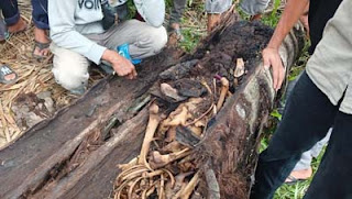 Kerangka manusia ditemukan di pohon.