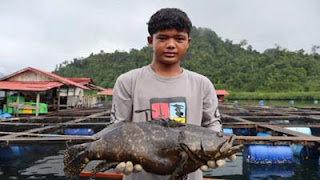 Seorang pekerja mengangkat seekor ikan kerapu siap ekspor di Kabupaten Pesisir Selatan.