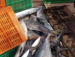 Frozen Tuna Jadi Andalan Ekspor Perikanan Sumbar
