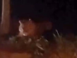 Koto Sani Kondusif Meski Video Harimau Beredar