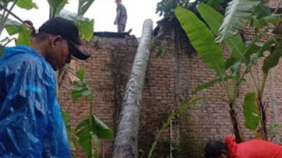 Pohon kelapa menimpa rumah warga di Padang.