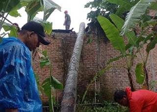 Pohon kelapa menimpa rumah warga di Padang.