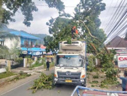 BPBD Padang Evakuasi Pohon Tumbang Akibat Truk Kontainer