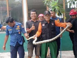 Warga Batang Arau Geger, Ular Masuk Galeri