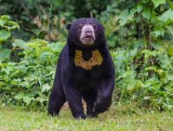 Warga Agam Resah, Satu Keluarga Beruang Madu Terpantau di Kebun Kelapa Sawit