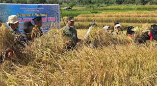 Gubernur Sumatera Barat, Mahyeldi Ansharullah, menghadiri kegiatan panen raya.