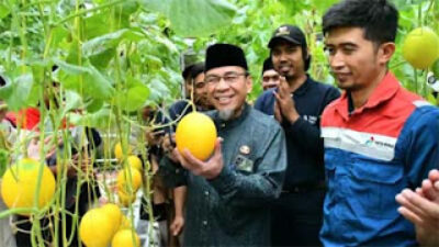 Wakil Wali Kota Padang, Maigus Nasir, menghadiri panen perdana 1.000 buah melon