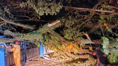 Pohon tumbang menimpa kabel listrik dan akses jalan