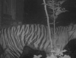 BKSDA Gunakan Drone dan Kamera Trap Atasi Konflik Satwa