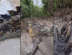 Warganet Takjub Lihat Buaya Raksasa di Video Damian Duffy