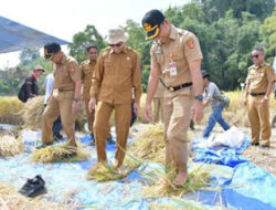 Petani Koto Tuo Dapatkan Hasil Panen Lebih Tinggi Lewat SPM