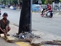 Viral! Pria 75 Tahun Usir Pemotor dari Trotoar dengan Ular Sanca Sepanjang 4 Meter
