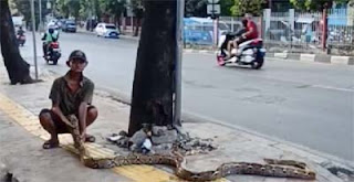 Kakek Subari membentangkan ular piton di trotoar Kramat Jati, Jaktim.