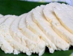 Sejarah dan Proses Tradisional Keju Dangke Sulsel