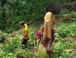 Empat Jenis Bunga Bangkai Tersebar di Berbagai Kecamatan Agam