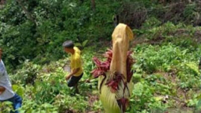 Petugas BKSDA Sumbar sedang melihat secara dekat bunga bangkai.