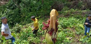 Petugas BKSDA Sumbar sedang melihat secara dekat bunga bangkai.