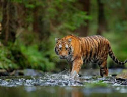 Harimau Sumatera Muncul di Jalan Lintas Sumatera, BKSDA Turun Tangan