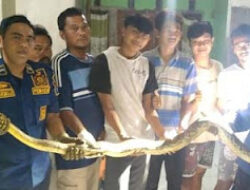 Damkar Bogor Evakuasi Ular di Rumah Warga Tengah Malam