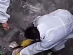 Kasus Pembuangan Bangkai Babi di Gunungsitoli Viral dan Diselidiki