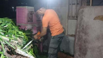 Pohon Kelapa Roboh Hantam Rumah