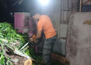 Pohon Kelapa Roboh Hantam Rumah