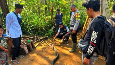 Polisi saat melakukan olah TKP kematian petani Sukabumi gegara King Cobra.