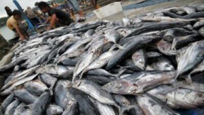 KKP Siapkan Strategi Perluas Konsumsi Ikan sebagai Investasi SDM Unggul