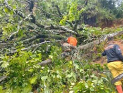 Musim Hujan di Padang, Pohon Besar Tumbang di Beberapa Lokasi, Warga Diminta Waspada