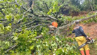 Personel BPBD Kota Padang tengah berusahalah mengevakuasi pohon tumbang.