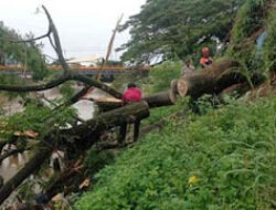 Pohon Tumbang di Belakang Bank Nagari Siteba, Tidak Ada Kerugian Signifikan