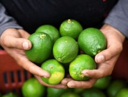 Mana yang Lebih Sehat, Lemon atau Jeruk Nipis? Ini Penjelasan Ahli Gizi