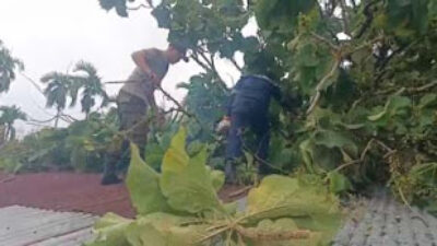 Warga Diminta Waspada Pohon Rawan Tumbang di Padang