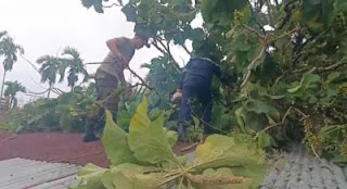 Proses pembersihan pohon yang menimpa rumah warga di Padang