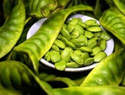 Aroma Menggoda, Tapi Tak Semua Orang Aman Makan Petai – Ini Alasannya