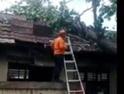 Pohon Lapuk Tumbang, Kelas SD di Cilegon Tidak Digunakan Sementara