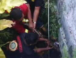 Ular dan Biawak Masuk Rumah, Damkar Sigap Bertindak