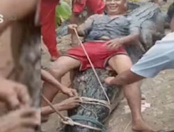 Evakuasi Buaya Raksasa Jadi Sorotan Warga