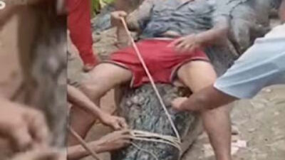 Warga Indragiri Hilir, Riau menangkap buaya raksasa berukuran 7 meter