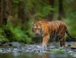 Ternak Habis Dimangsa, Warga Agam Diminta Waspada