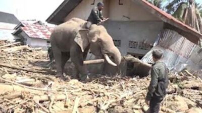 Gajah-gajah dikerahkan untuk membantu warga dengan cara menarik dan mendorong kayu-kayu besar dan puing yang terbawa banjir.