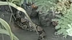 Petugas Damkar Evakuasi Ular Piton