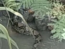 Petugas Damkar Amankan Ular Raksasa di Pemukiman Muaro Pingai