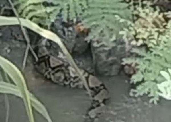 Petugas Damkar Evakuasi Ular Piton