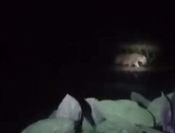 Harimau Ikuti Kepala Jorong, Pemukiman Warga Panik