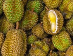 Aksi Berbagi Pedagang Durian, Ribuan Buah Ludes dalam Sejam
