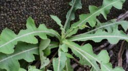 Ragam manfaat kesehatan dari daun tempuyung.