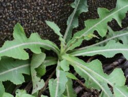 Daun Tempuyung, Tanaman Liar yang Bermanfaat untuk Ginjal, Hati, dan Tekanan Darah